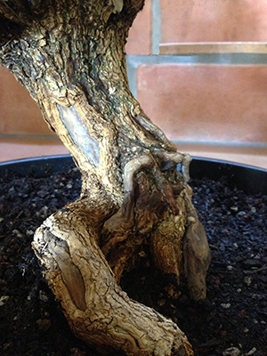yamadori yard lessons bonsai bci lew