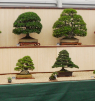 trees on display
