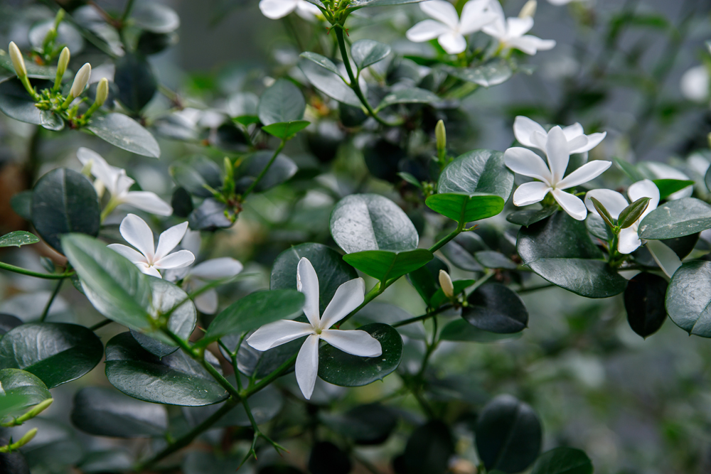 Beautiful white flowers of Carissa macrocarpa, a bush with delicious exotic fruits