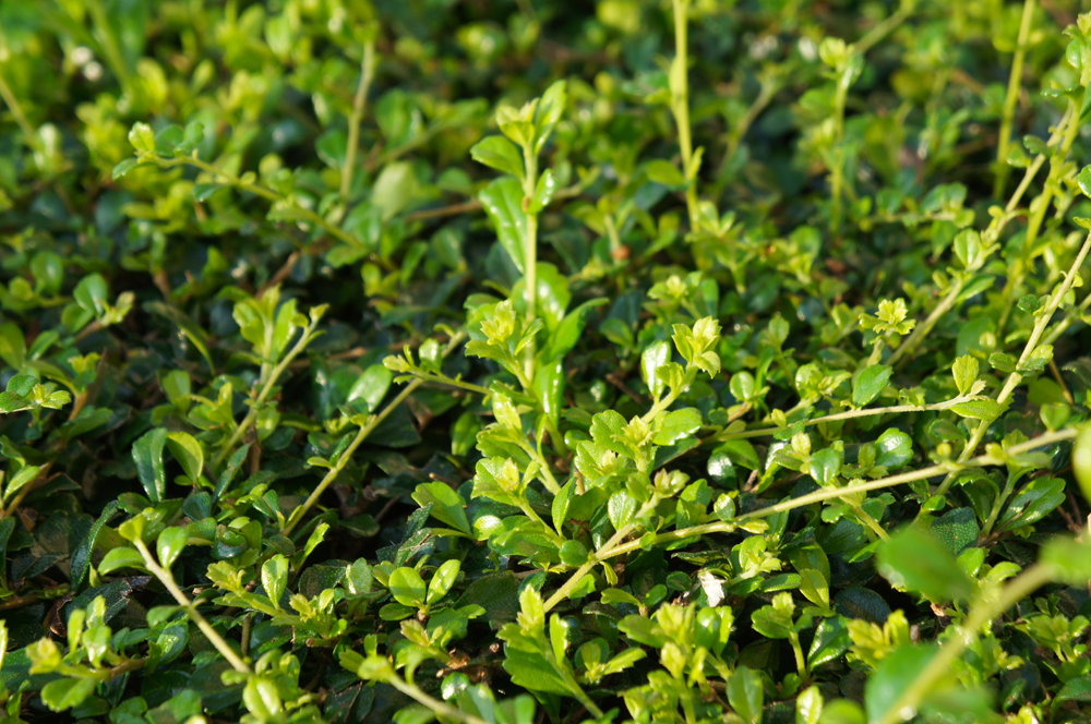 Ehretia microphylla or carmona retusa or fukien tea tree background