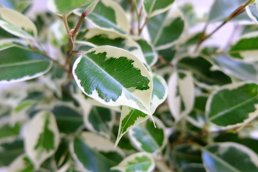 A "Variegated Ficus Benjamina" houseplant with a zoomed in view to show it's colours. This plant is also known as, "Weeping Fig", "Benjamin Fig", and "Ficus Tree". Sadly, this plant has passed away.