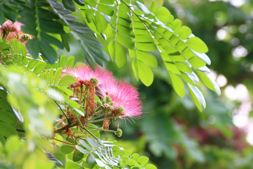 Jaam ju ree flower (Thai word), Albizia lebbeck rain tree Leguminosae, Samanea saman, genus Pithecolobium 