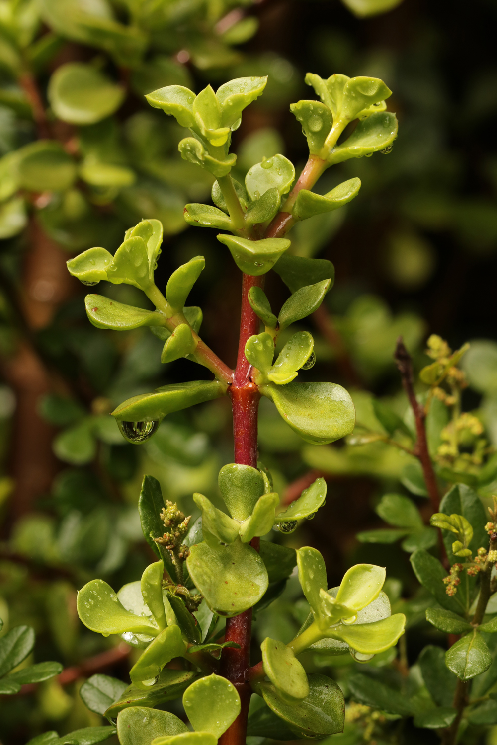 A branch of a Pork Bush, or Spekboom, the South African name, Latin name Portulacaria afra.