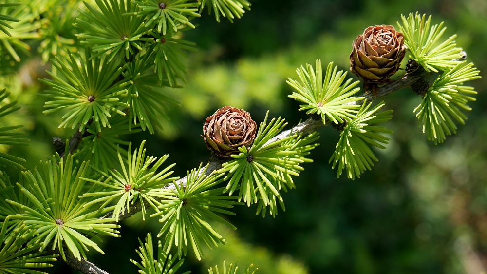 Bright green fluffy branches with cones of larch tree Larix decidua Pendula in summer day. Natural beauty of elegant larch tree twig. Close-up branch of young larch as green spring 