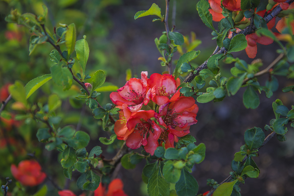 Beautiful japonica or chaenomeles, flowering quince blooming in the park