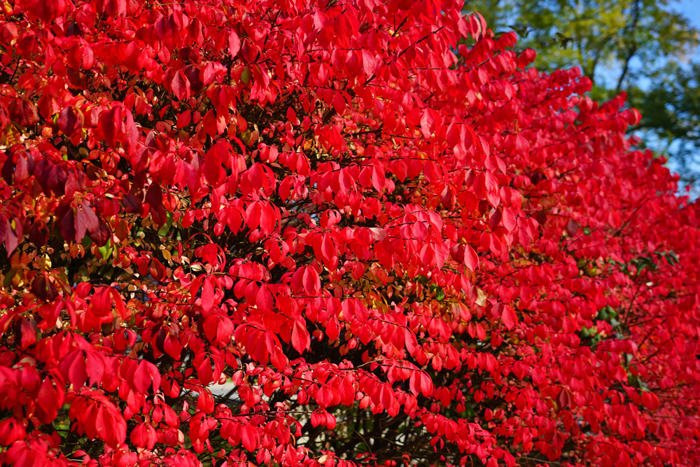 Flaming red burning bush euonymus in the fall garden