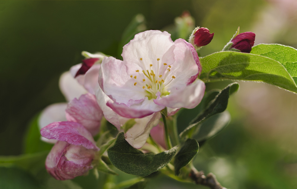 Macro close up of apple blossom in beautiful spring bloom