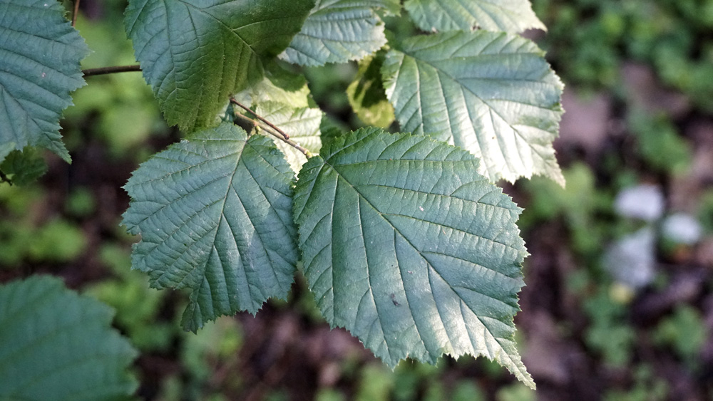 Green leaves of elm or Ulmus parvifolia close-up in sunlight