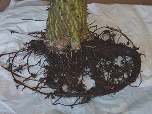 encircling root