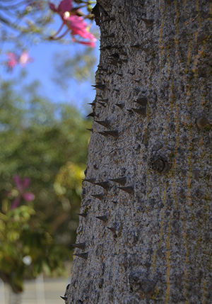 large trunk