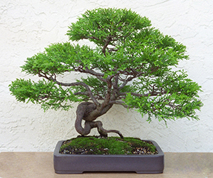 Golden Monterey Cypress Bonsai Bci