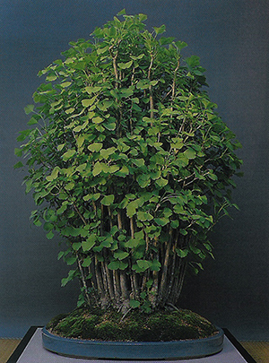 Maidenhair Tree