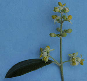 olive flowers