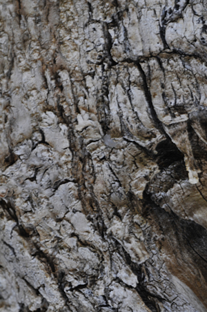 textured bark