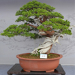 icon conifer evergreen1