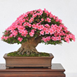 icon flowering evergreen1