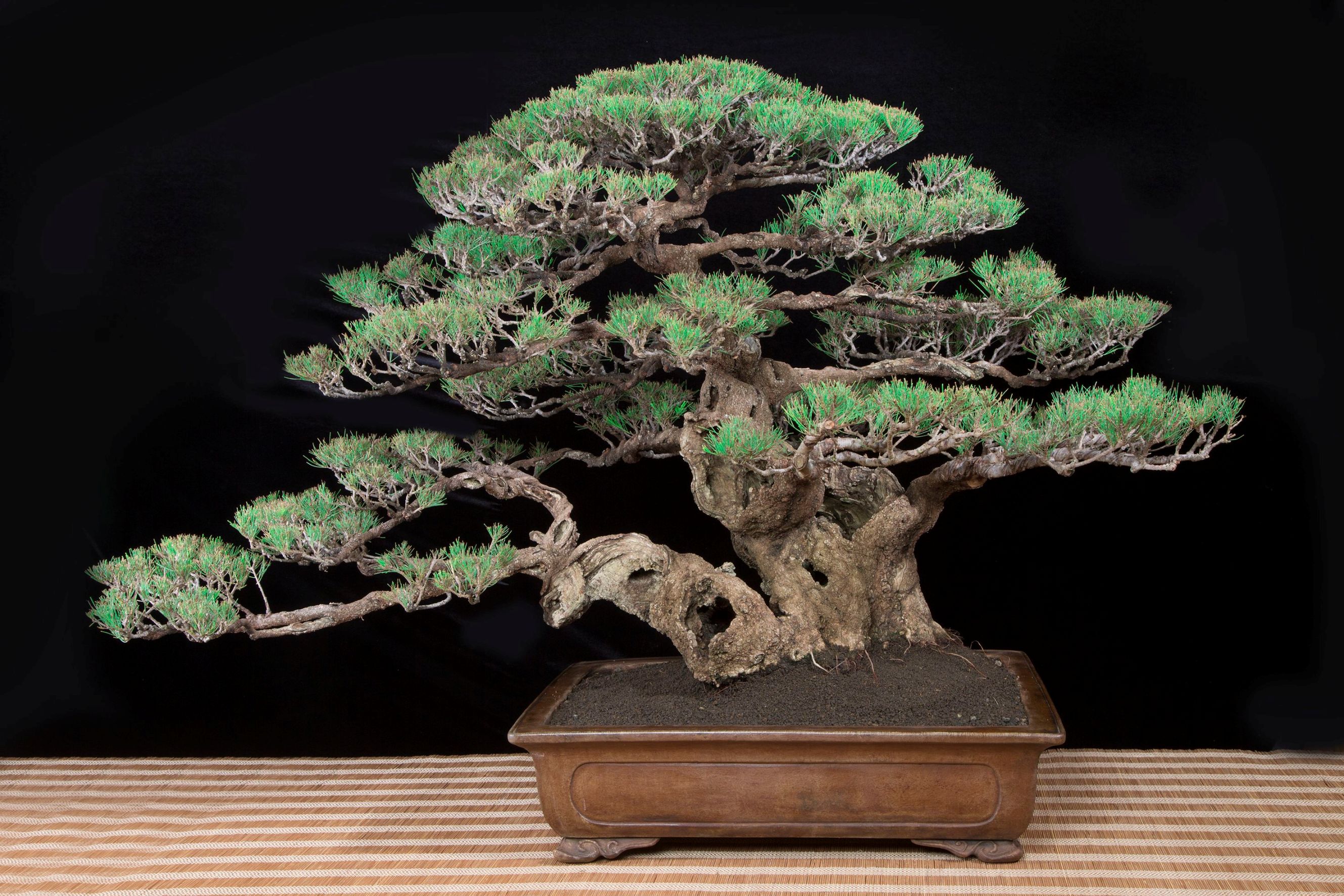 2022 Tree of the Year Contest Bonsai  BCI