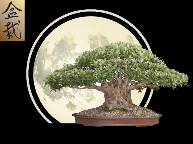 b1064564a12e05cf2801b87c2b5b716b bonsai-logo2x edited-1-resize