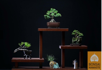 Bonsai Namaste Convention 
