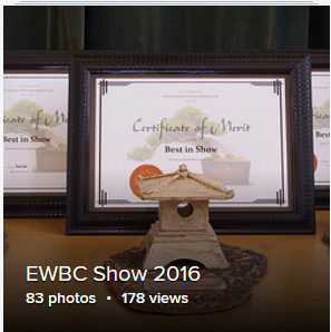 EASTBOURNE & WEALDEN BONSAI SHOW 2018