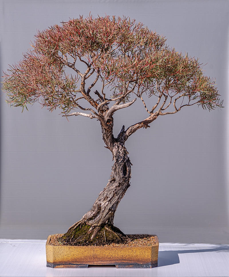 bci best bonsai 20202