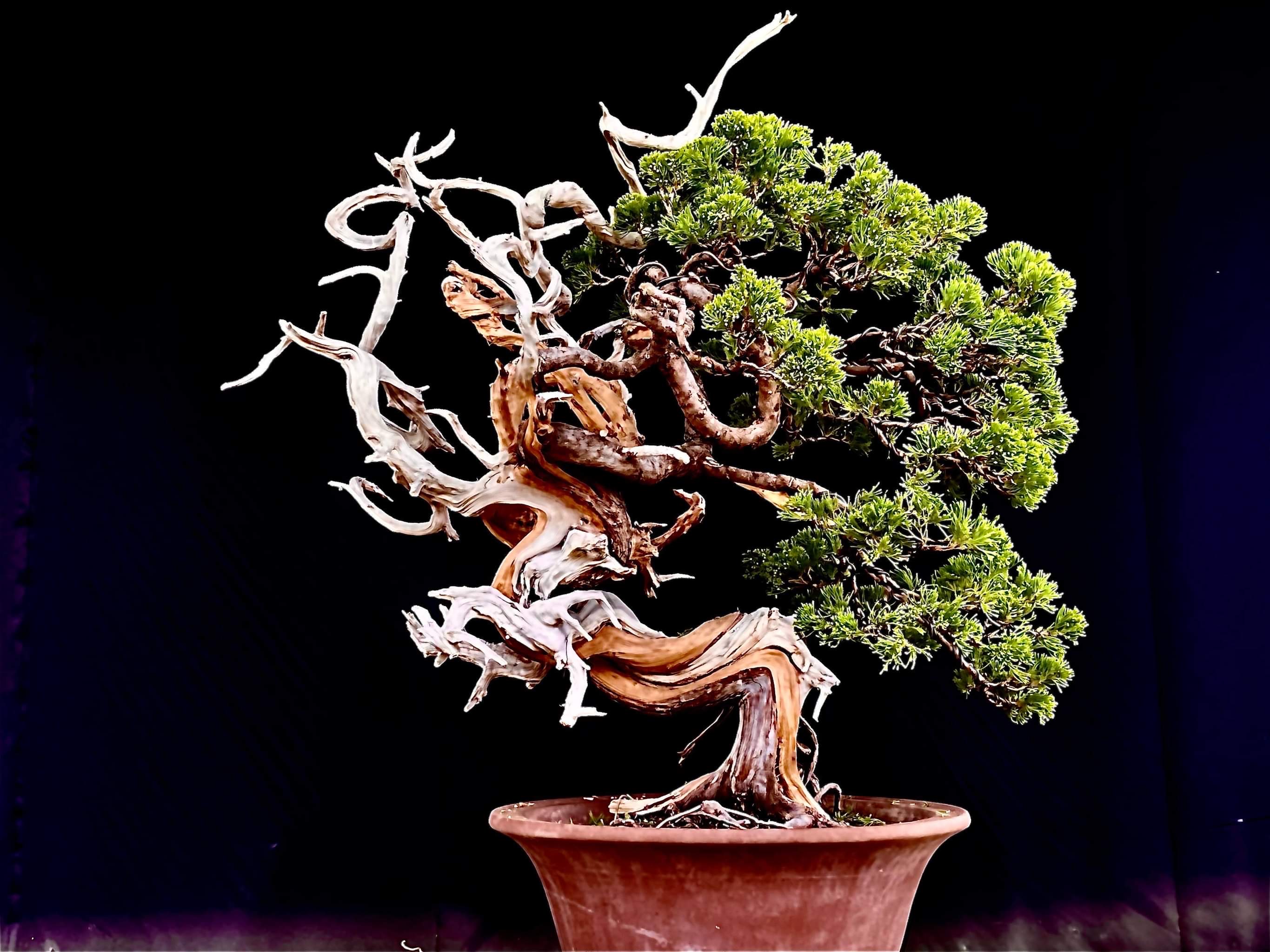 Ho Jan Lee | Bonsai Trees