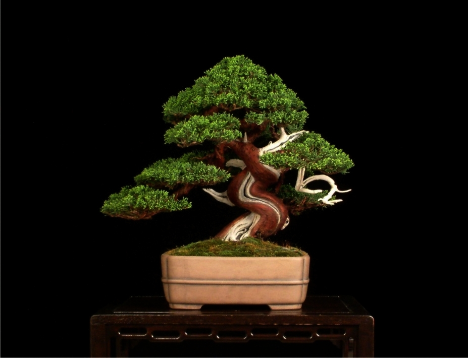 Anolfo Bonsai Studio