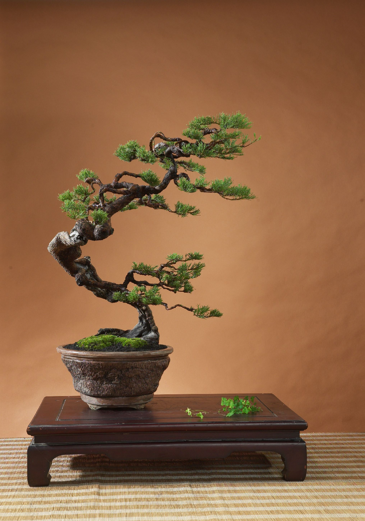 Vic Ceballos BCI Bonsai Instuctor