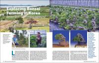 Bonsai Farming in Korea