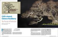 Chinese Hackberry (Celtis Sinensis) - The Pursuit of Perfection