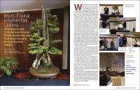 Exploring the Beauty of Bonsai