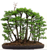 bonsai forest