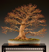 judging bonsai