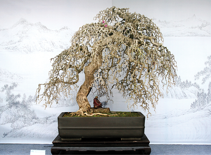 resources bonsaiAppreciation