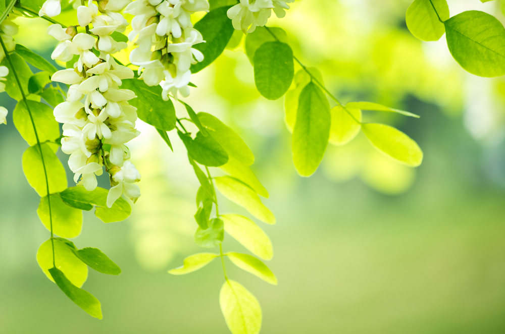 Acacia flowers