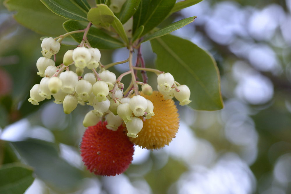 fruits of Arbutus unedo yellow and red in autumn. The arbutus is a species of shrub belonging to the genus Arbutus in the family Ericaceae.