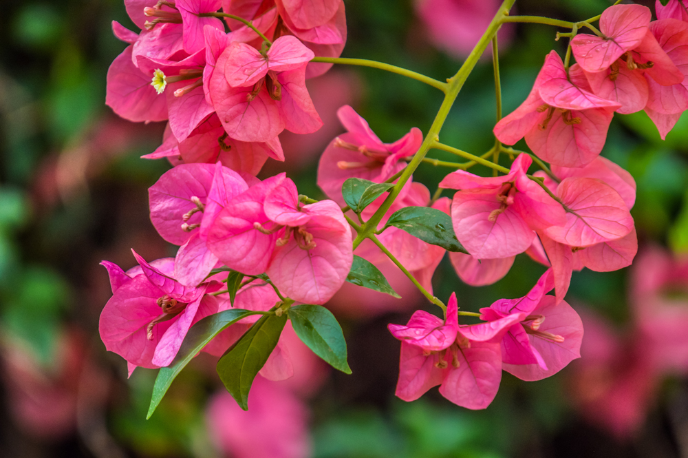 Macro closeup of pink bougainvillea flower with petals blooming in a garden