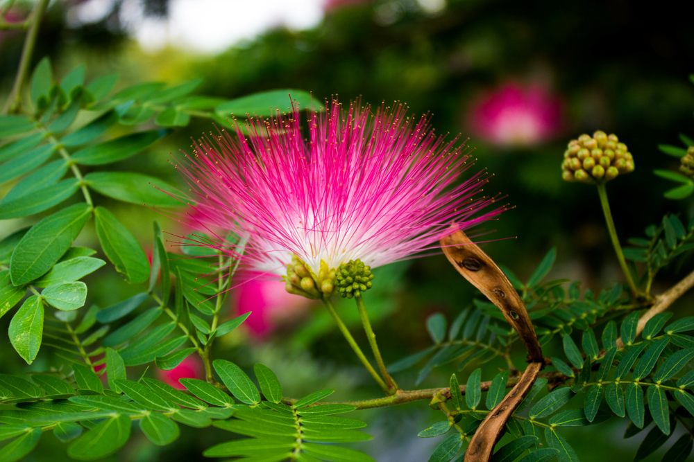 Pink red powder puff or Calliandra Haematocephala Hassk