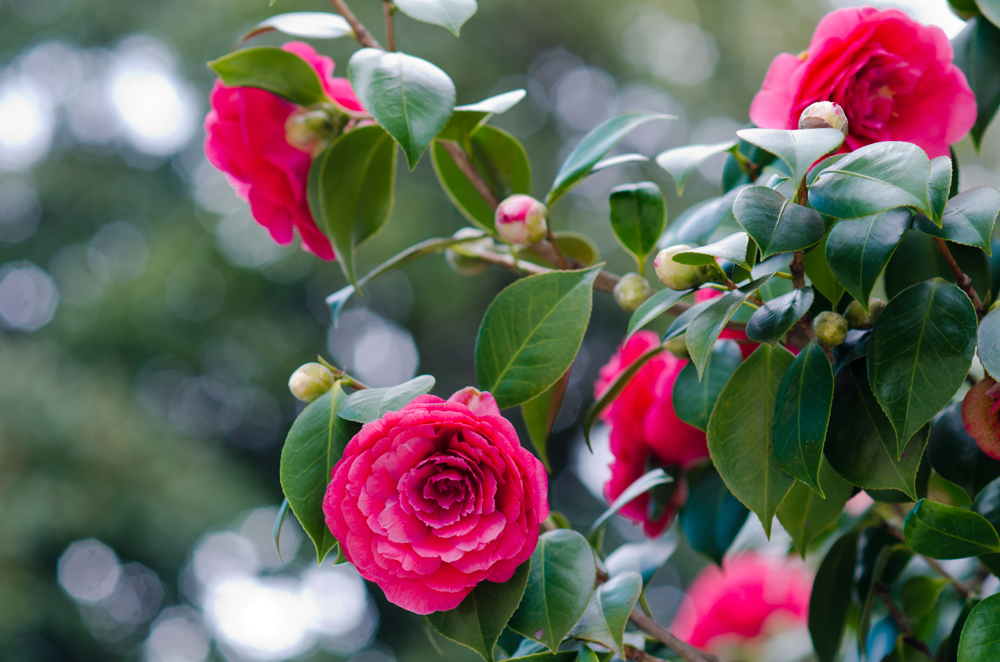 Watering Camellias