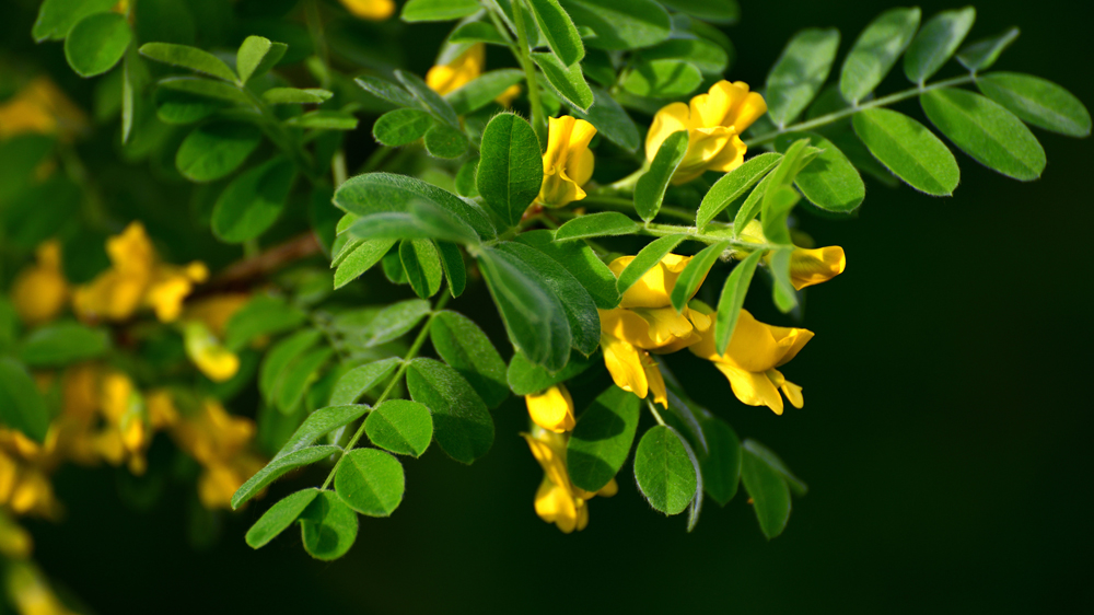 Caragana arborescens or yellow acacia