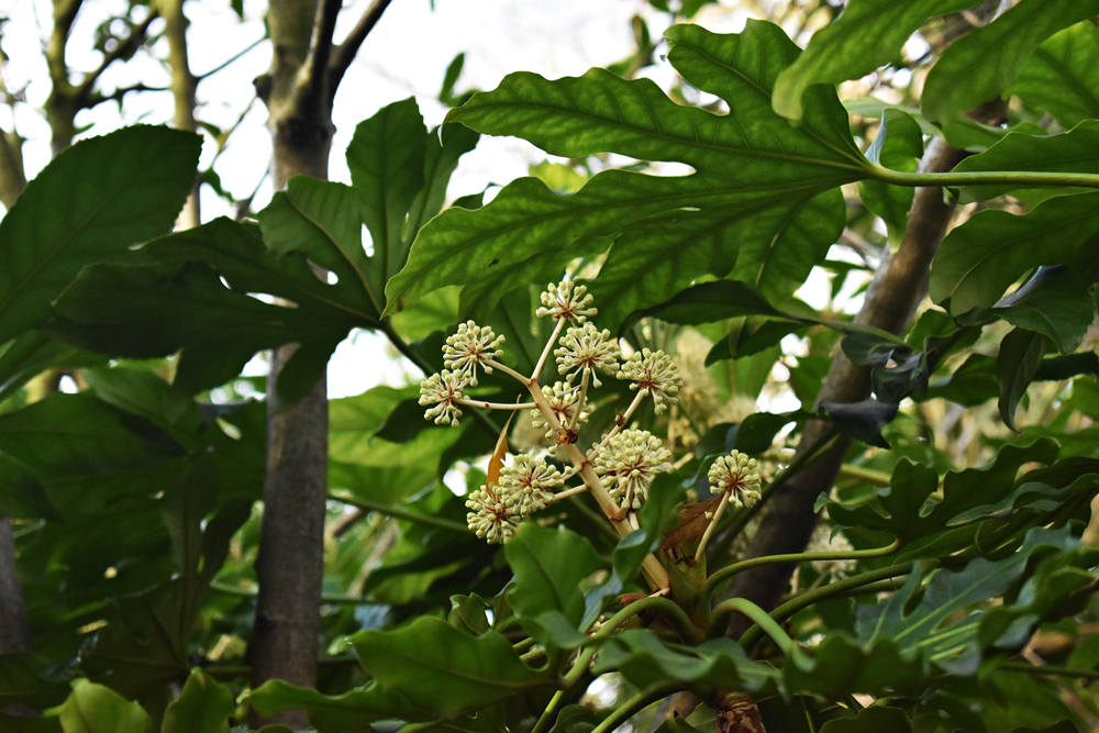 Dizygotheca elegantissima / Polyscias fruticosa