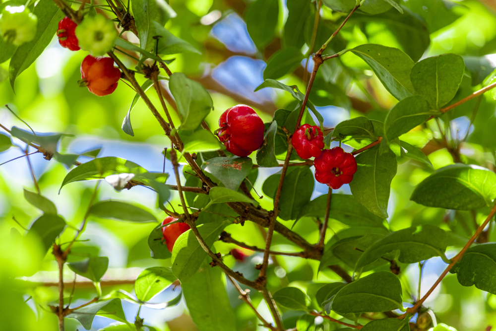 Eugenia sp. or Syzygium sp.