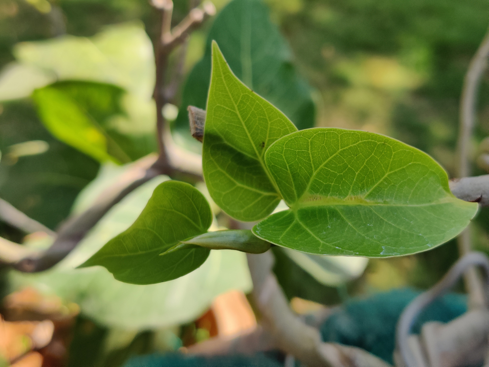 ficus salicifolia trees in garden