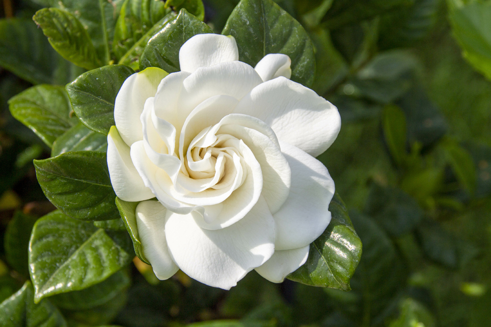 gardenia