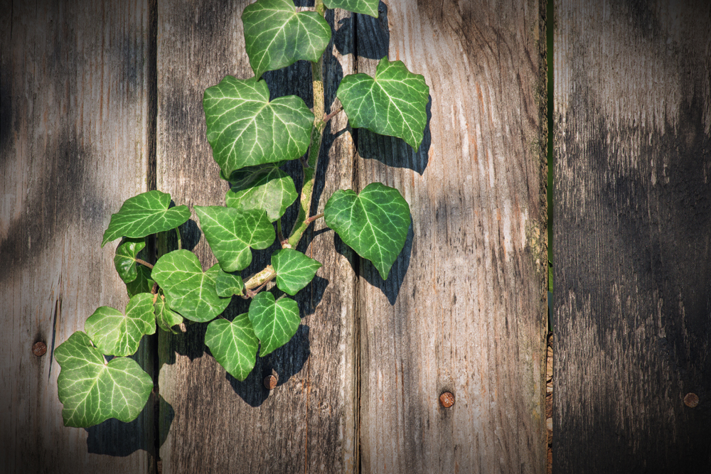 hedera - English Ivy