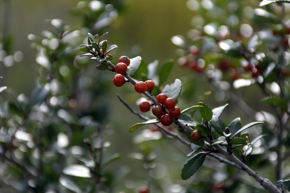 Ilex vomitoria, commonly known as Yuapon Holly, is a common evergreen growing throughout the American southeast.