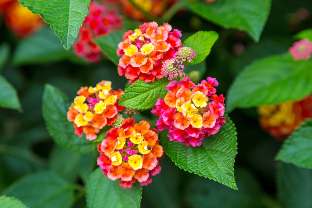 Pink and yellow lantana flowers at sunset. Verbenaceae lantana camara