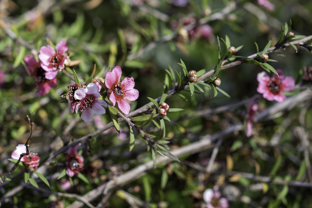 Flowers of leptospermum scoparium pink cascade