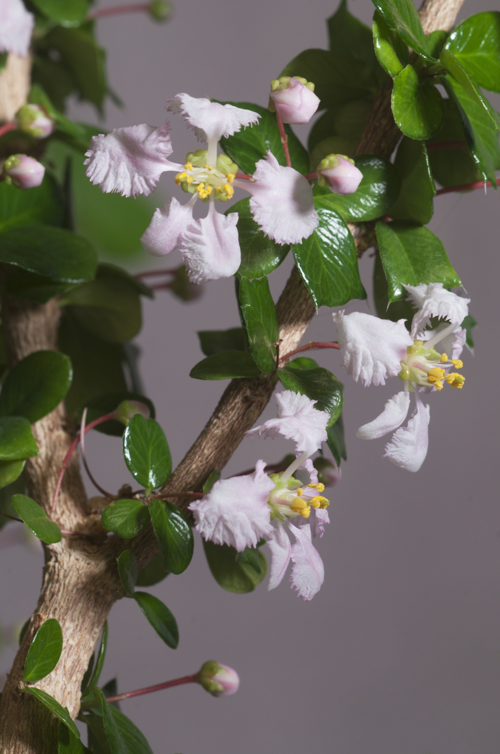 Barbados cherry (Malpighia oxycocca) flowers