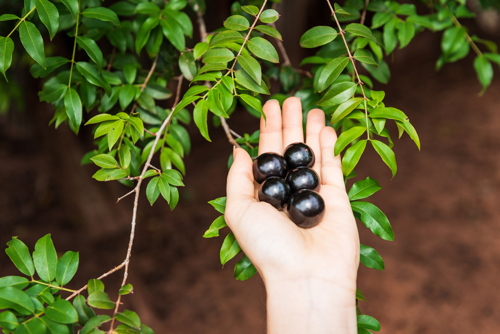 Hands holding some "jaboticabas" (brazilian) fruit with the "jaboticabeira" tree leaves in the backgrond